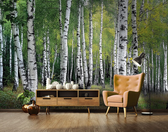 Fototapete - Saulainā bērzu birzs ar rudens akcentiem (Kods:15632)