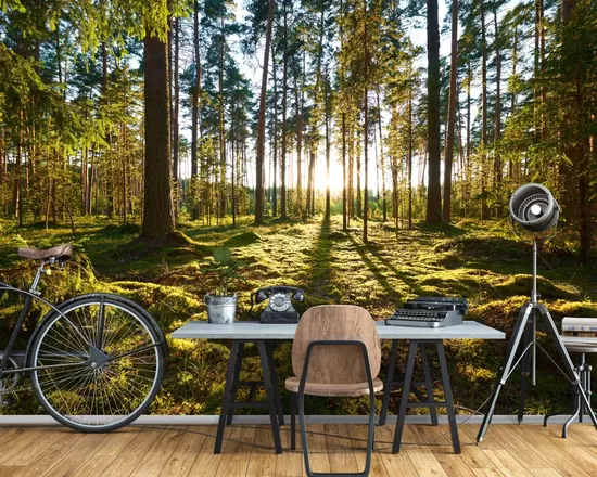 Fototapete: Saulains Priežu Mežs