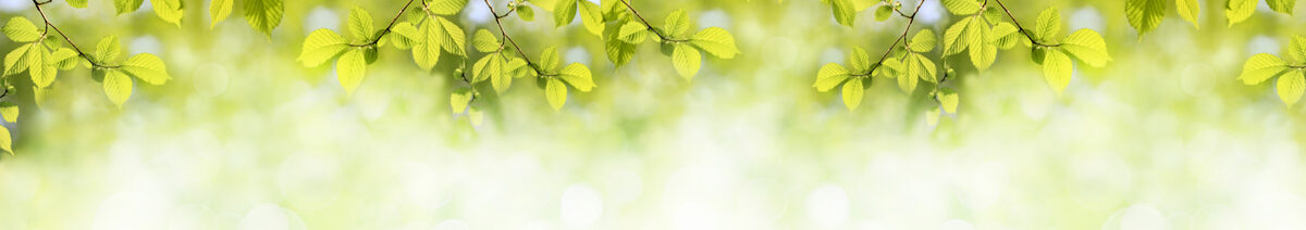 Stikla panelis (ID 3394): Dinamiski zaļas lapas un sfērisks dabas fons