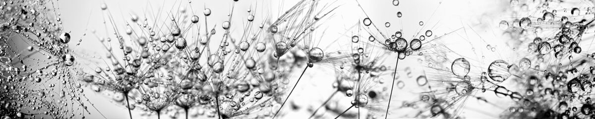 Stikla panelis (ID 4604): Lielas ūdens lāsītes uz pienenes sēklām, makro foto 